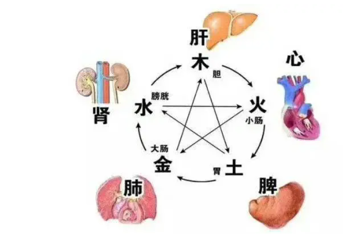 眩晕与肝、脾、肾三脏密切相关