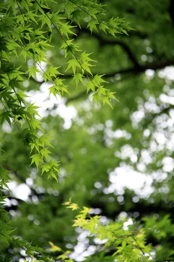 初夏的西洋菜|有活血、排毒、润肺、清肝功效果，动手一煮，妙不可言！